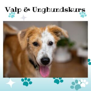 Valp- och unghundskurs